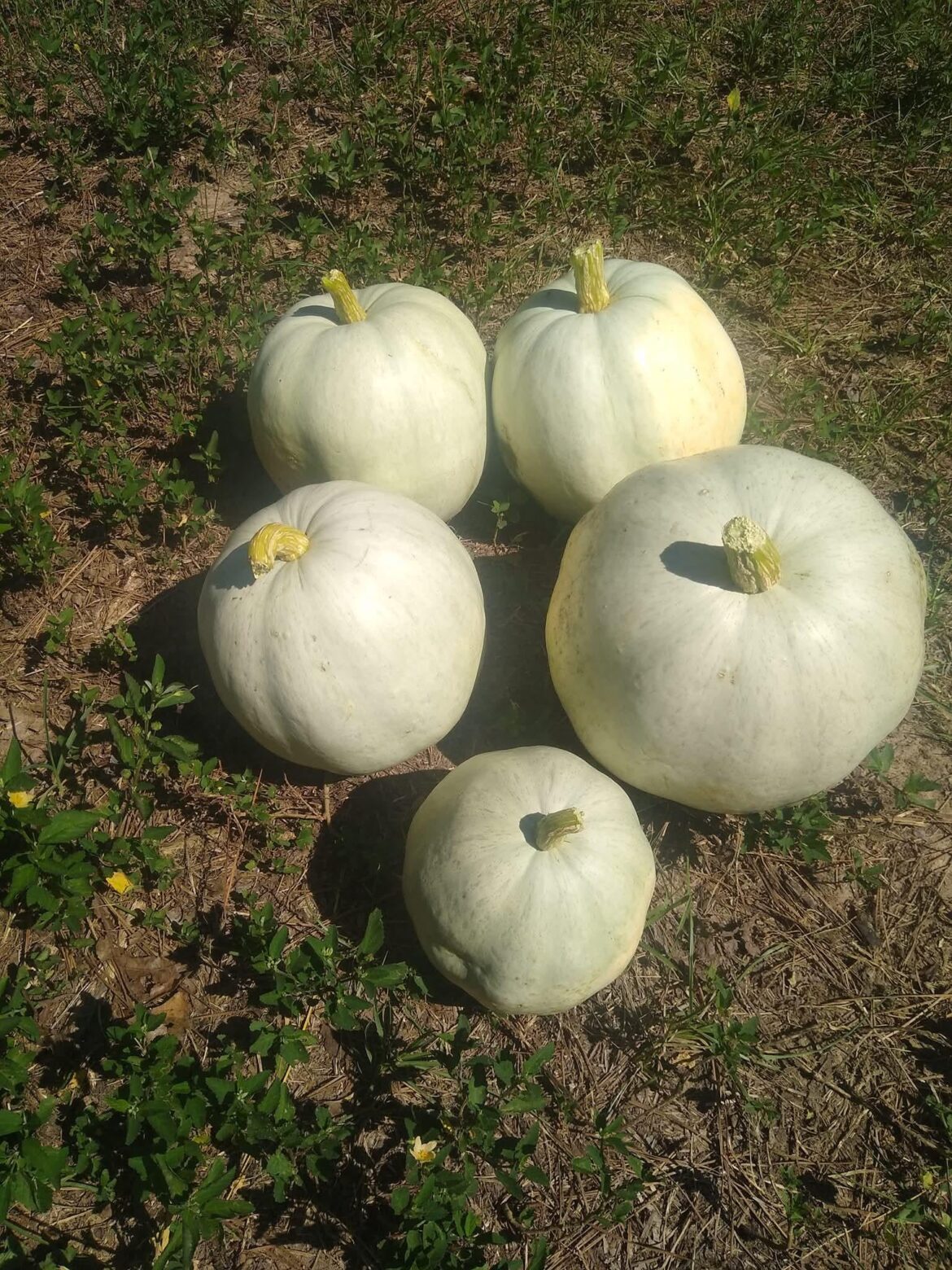 Check out these Casper pumpkins from a past harvest. I encourage everyone to give them a try in the future this year.