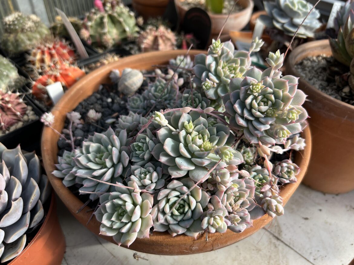 Checked my greenhouse today and saw these brimming with new growth