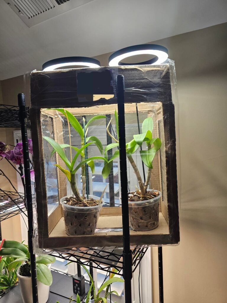 Dendrobium Dilemma and Misc Purchases