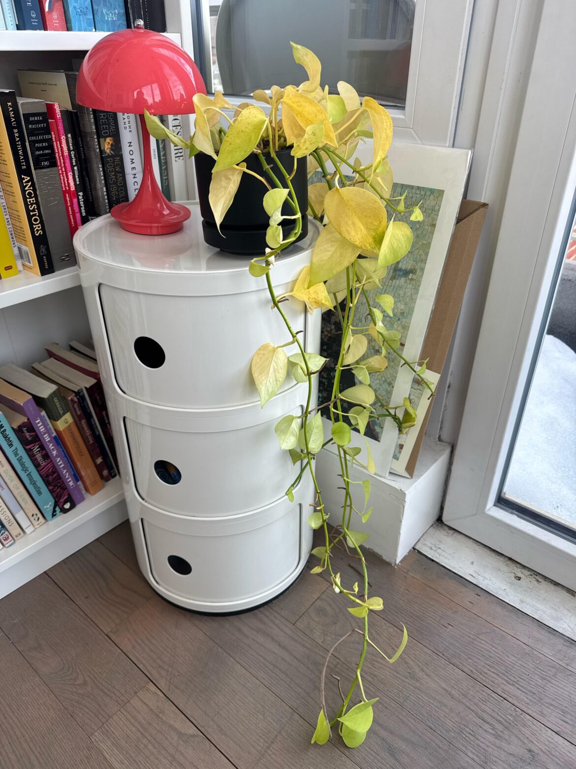 Pothos yellowing Pothos yellowing