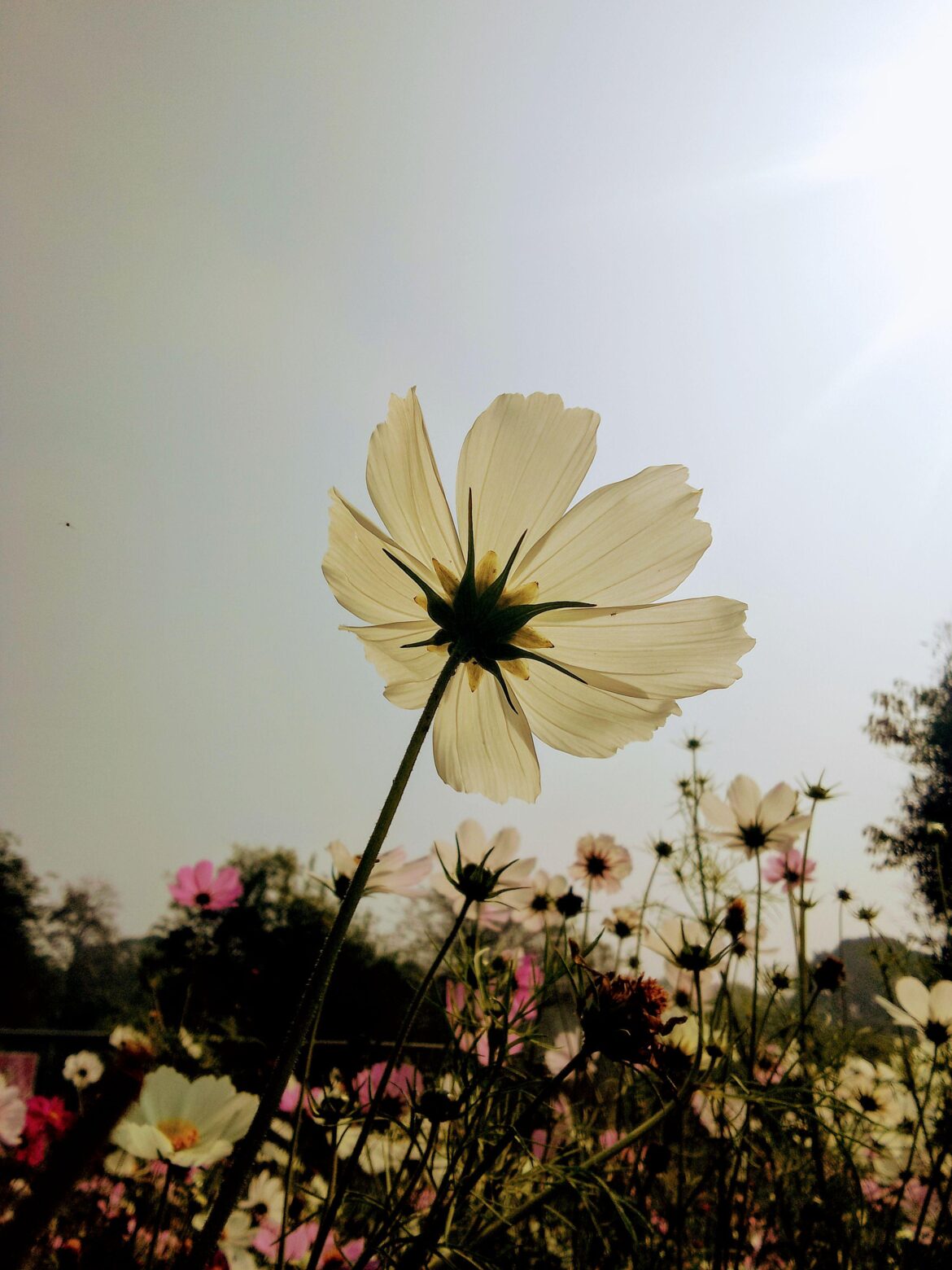 Cosmos