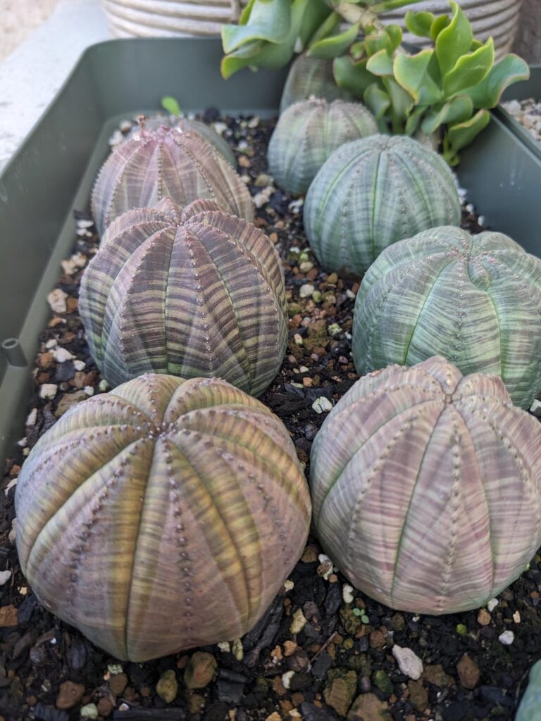 Guess which row gets more sun 😅