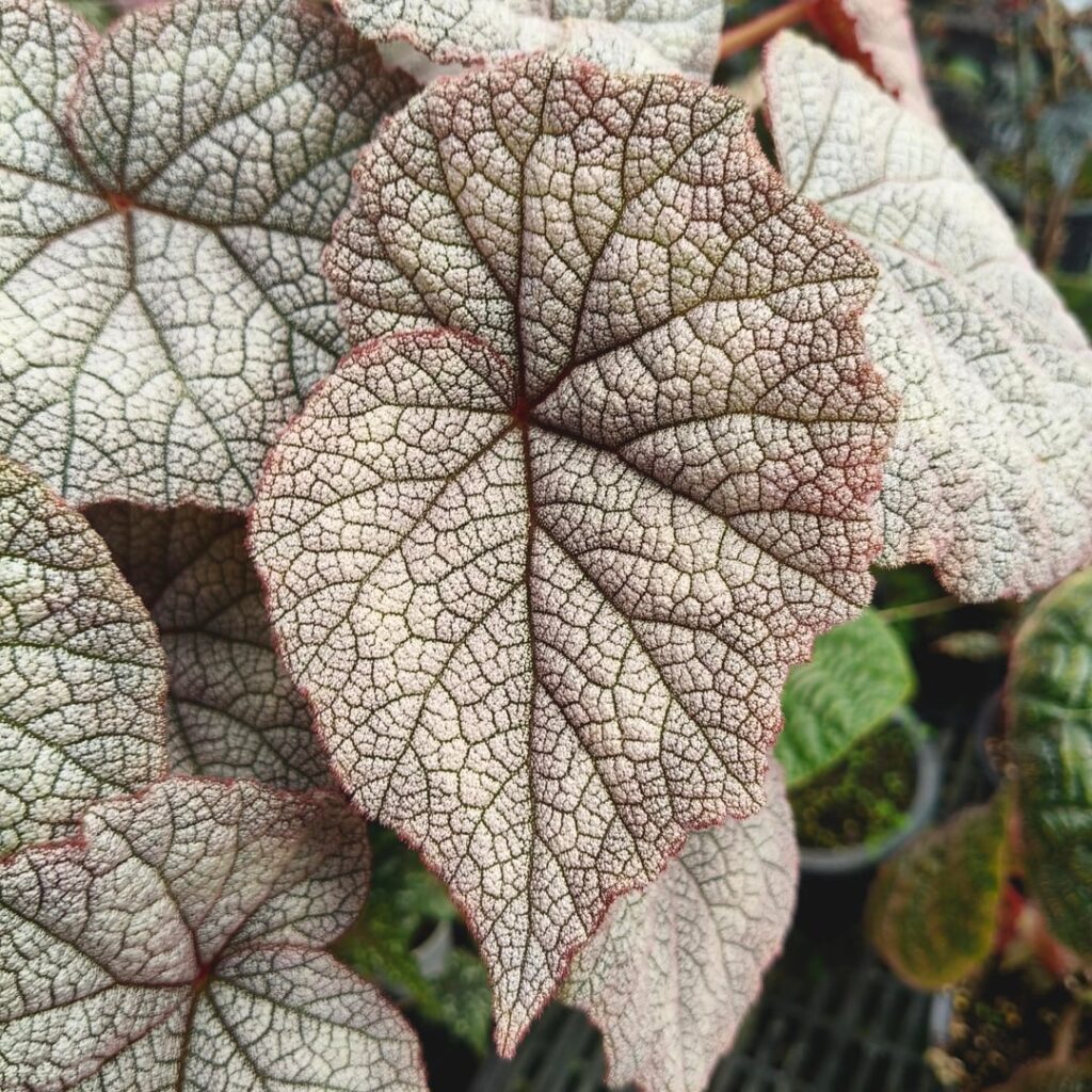 Begonia 'Luna' new hybrid I've been working on.