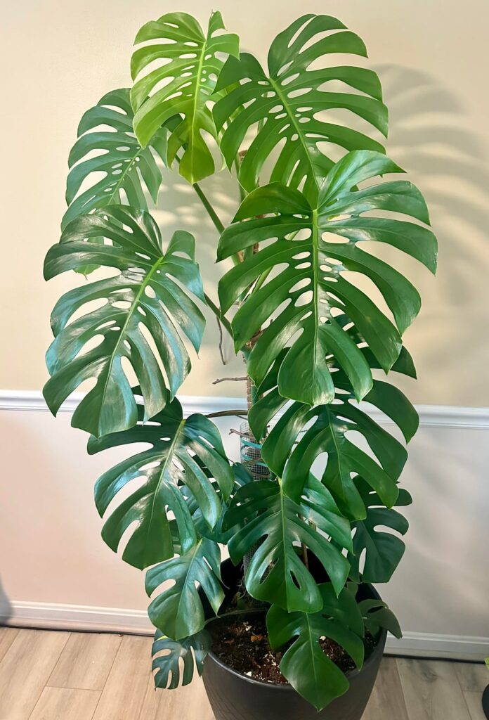 Monstera progress - Care tips?