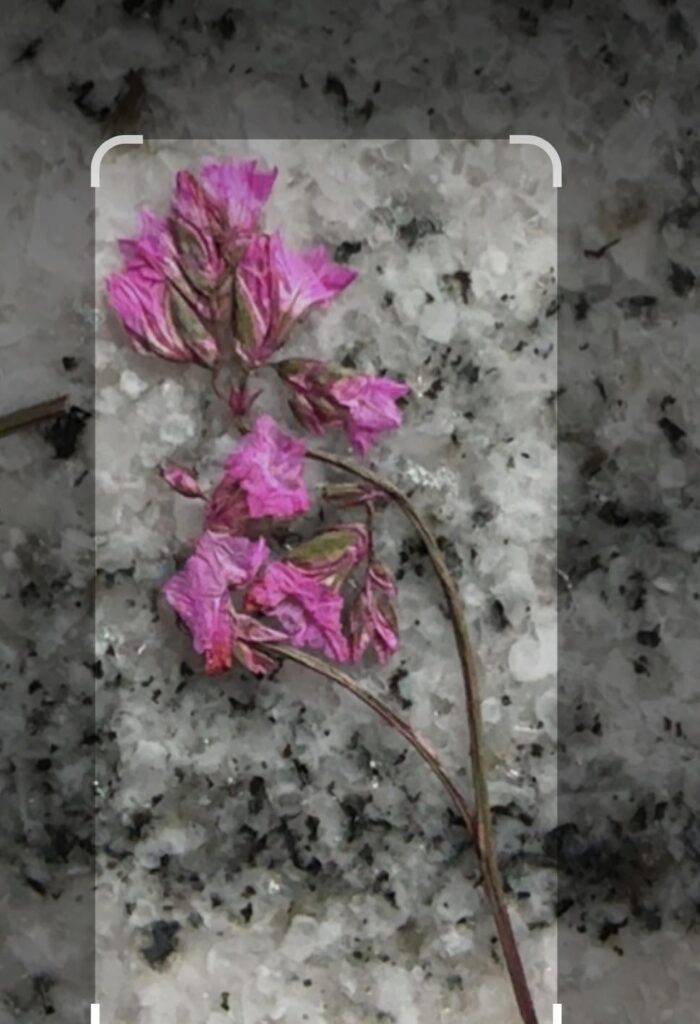 What flower is this?