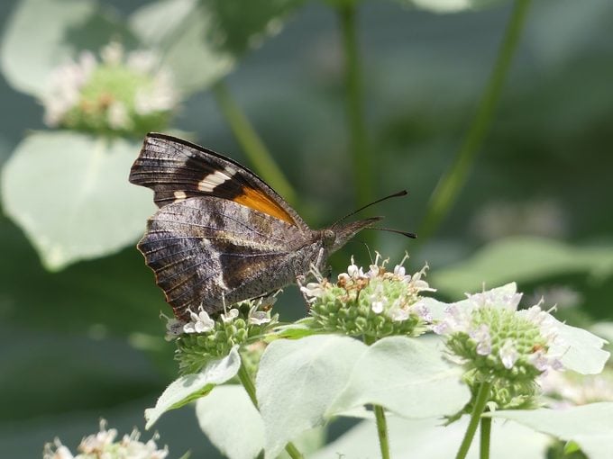 309742460 1 Christine Mccluskey Bnb Pc 2022