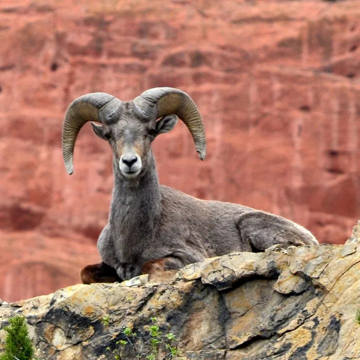 Rocky Mountain Bighorn Sheep