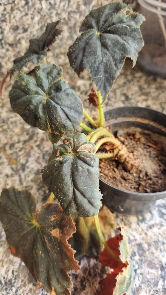 Rhizomatous Begonias - what am I doing wrong?