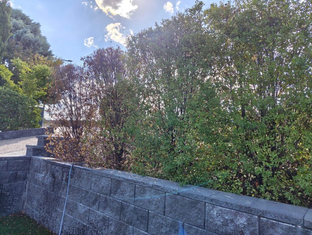 Why are only two hedges dying ?
