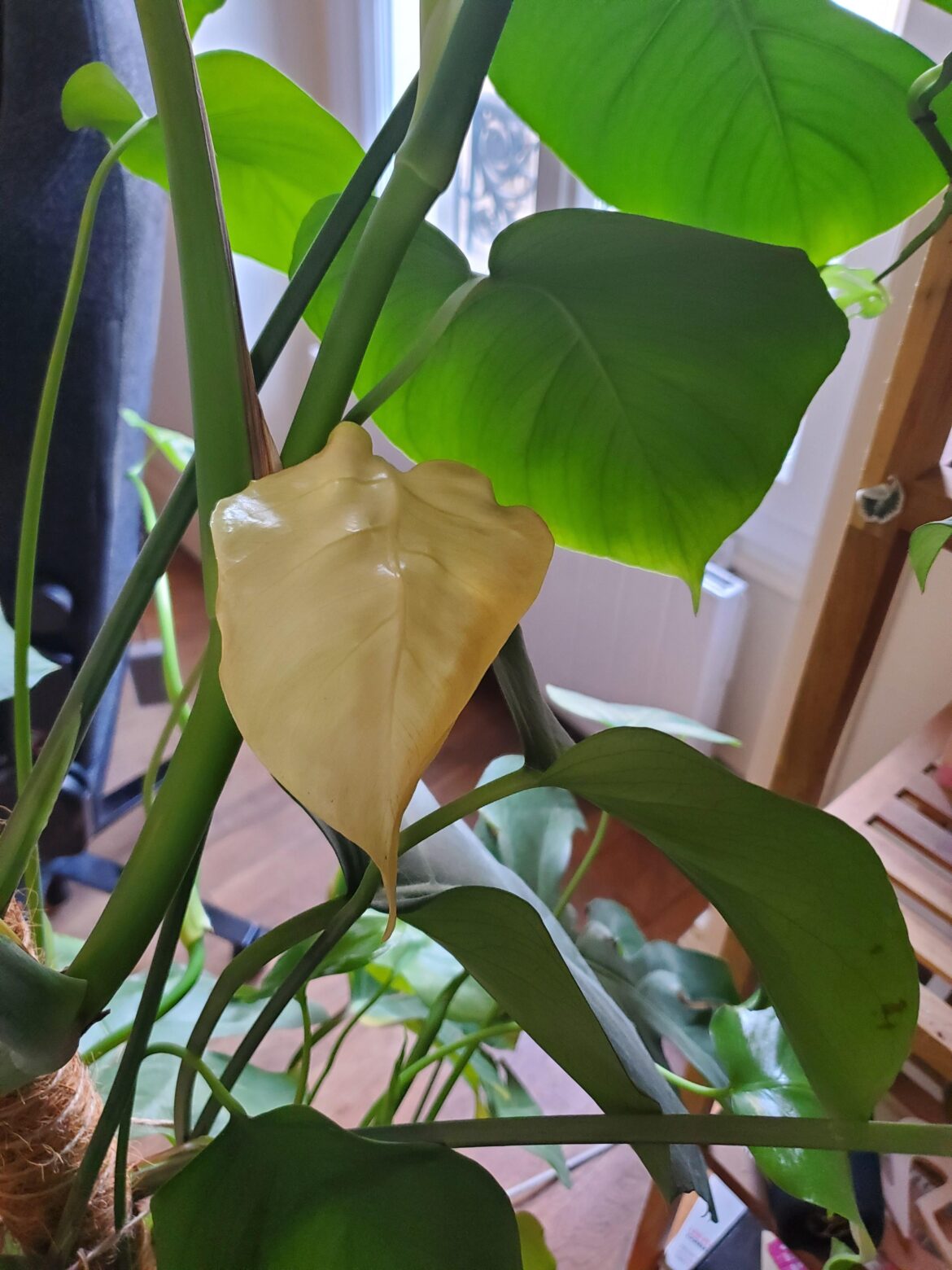 White leaf on monstera ?