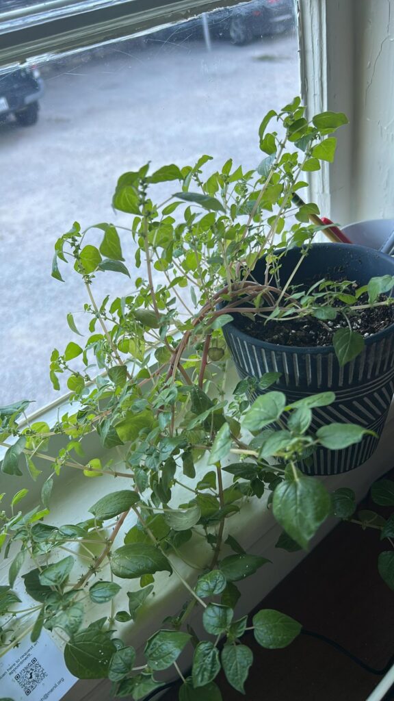 This plant moved into my house and never told me its name!