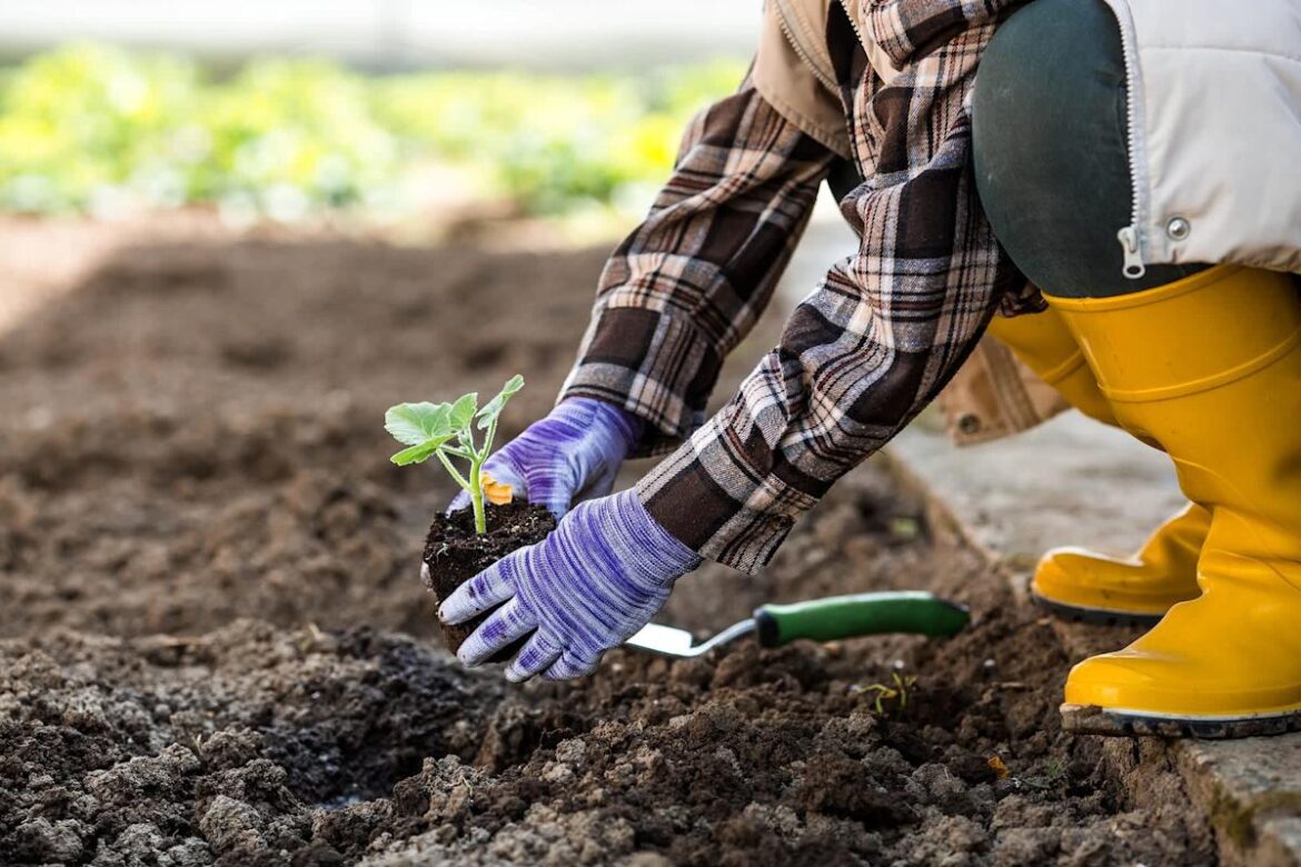 Gardener reveals clever hack using old cardboard boxes: 'It works'