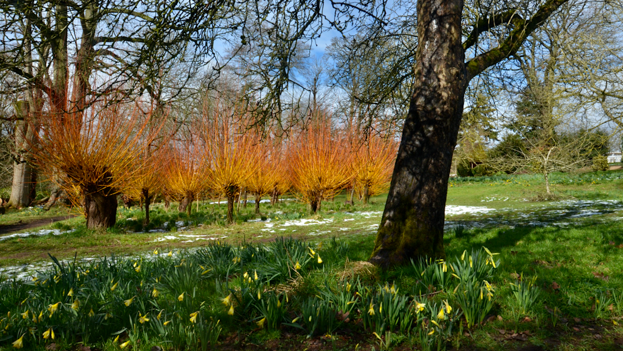 An orchard of trees and daffodil buds