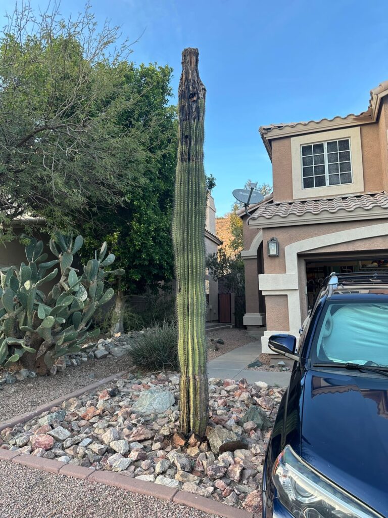 Is my cactus cooked?