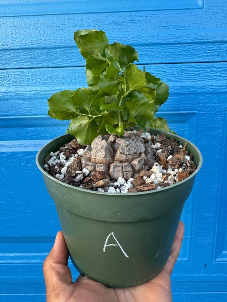 Dioscorea elephantipes