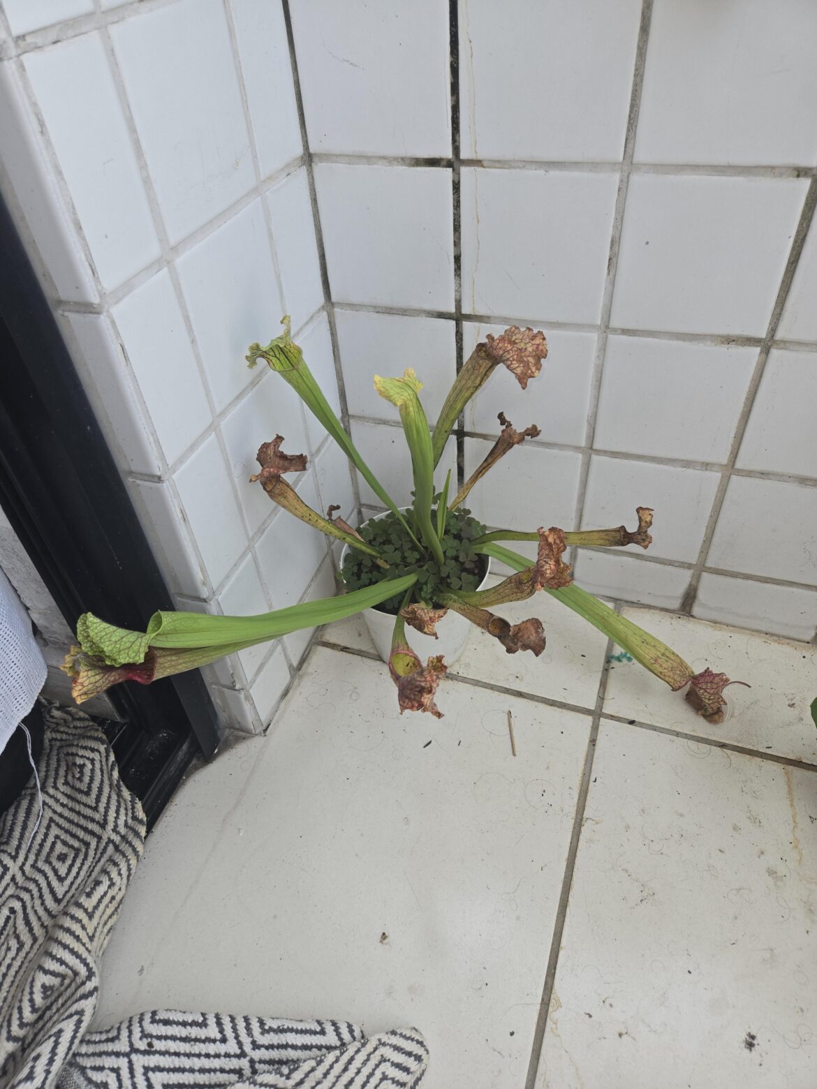 Sarracenia leaves are bending