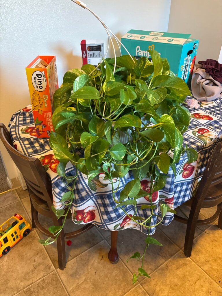 My pothos was root bound so I repotted her in a bigger pot. This is her.