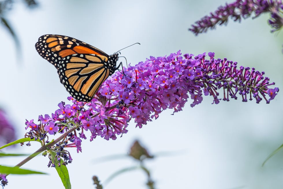 Monarch butterfly perched on purple butterfly bush flowers Monarch butterfly perched on purple butterfly bush flowers