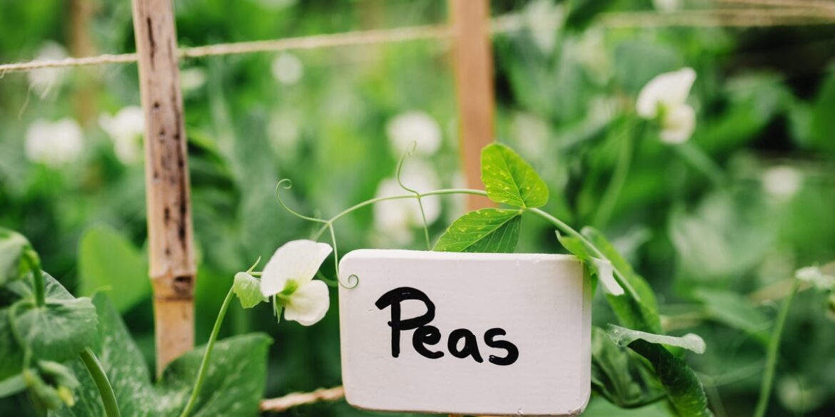 I’m a Garden Writer, and These Are the First Things I Plant in Spring I’m a Garden Writer, and These Are the First Things I Plant in Spring