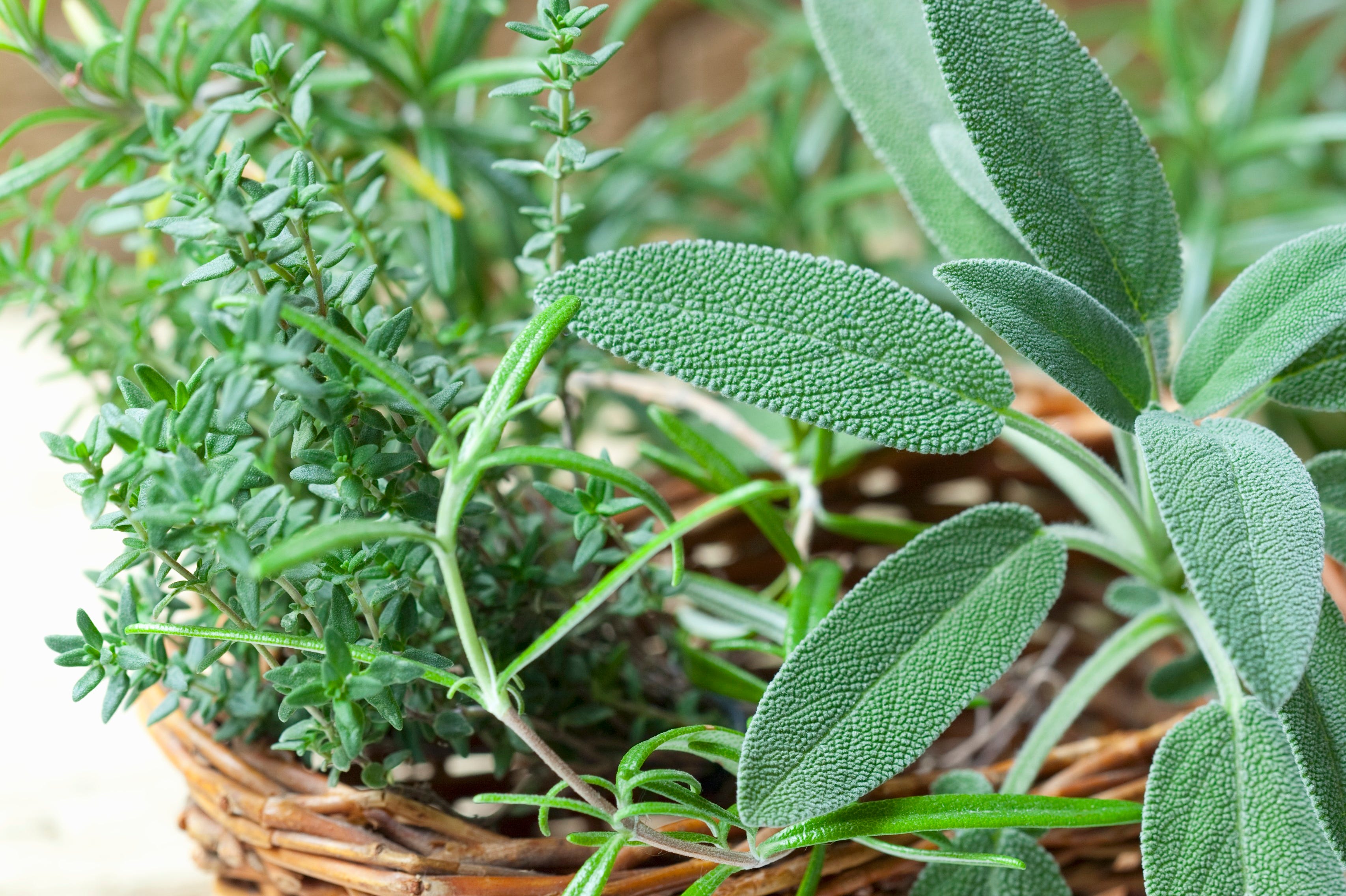 Fresh sage, thyme and rosemary in a basket