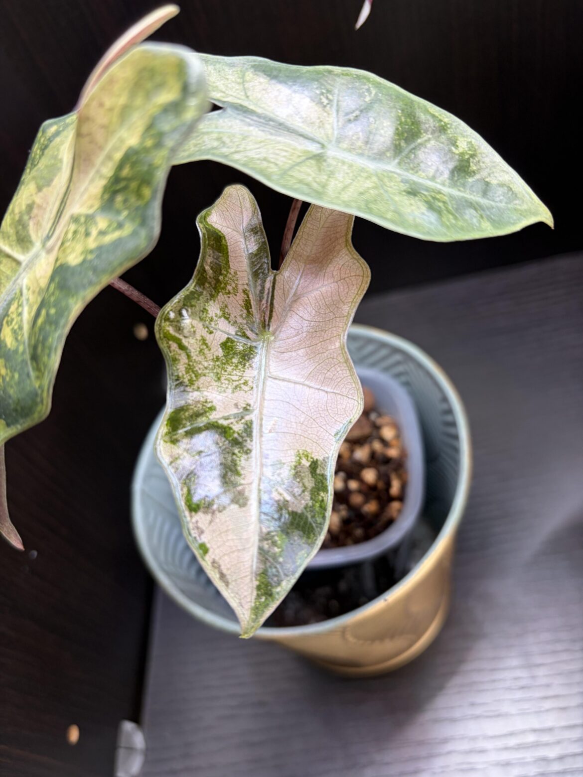 Alocasia Pseudo-Sanderiana New Leaf ! 😍