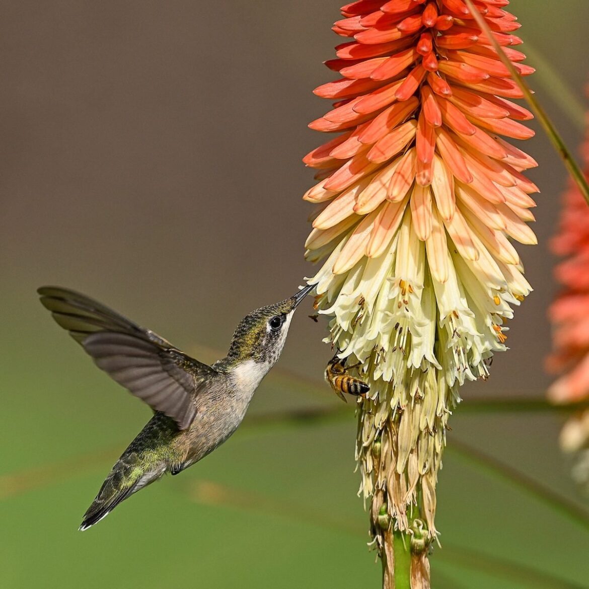 Top 10 Hummingbird Plants for Full Sun