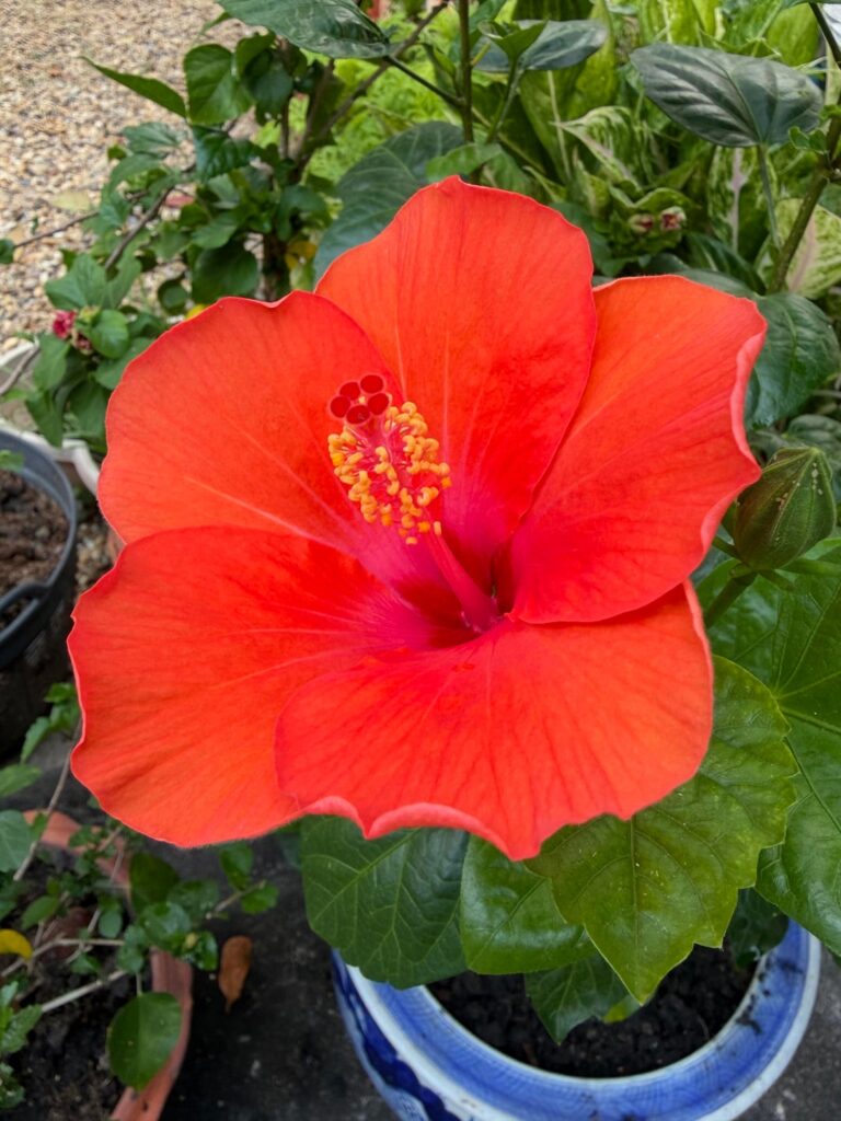 Flowers in the garden 🌺 🌹 🌼