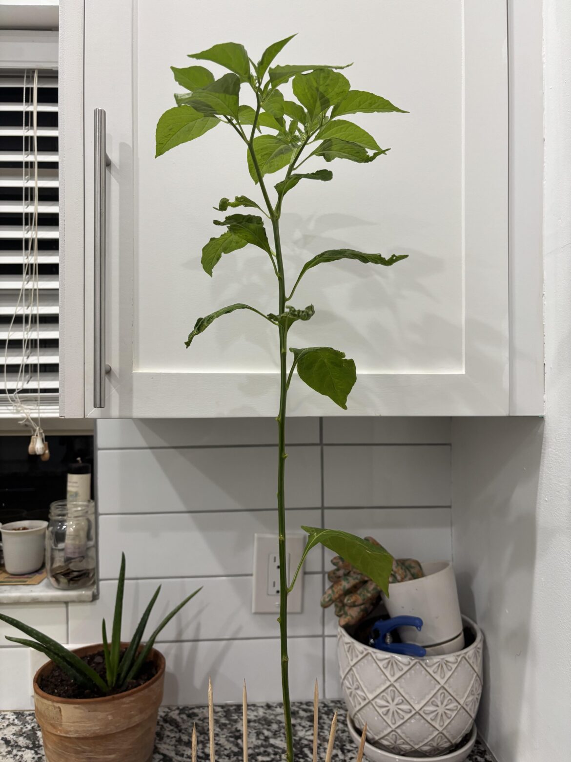 Hot Pepper Plant Hot Pepper Plant