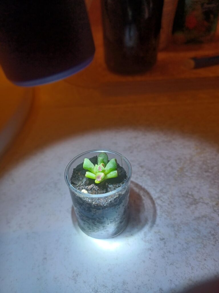 (Update) my little baby crassula ovata gollum that i propagated from a leaf last year grew pretty well.😀👍🌱