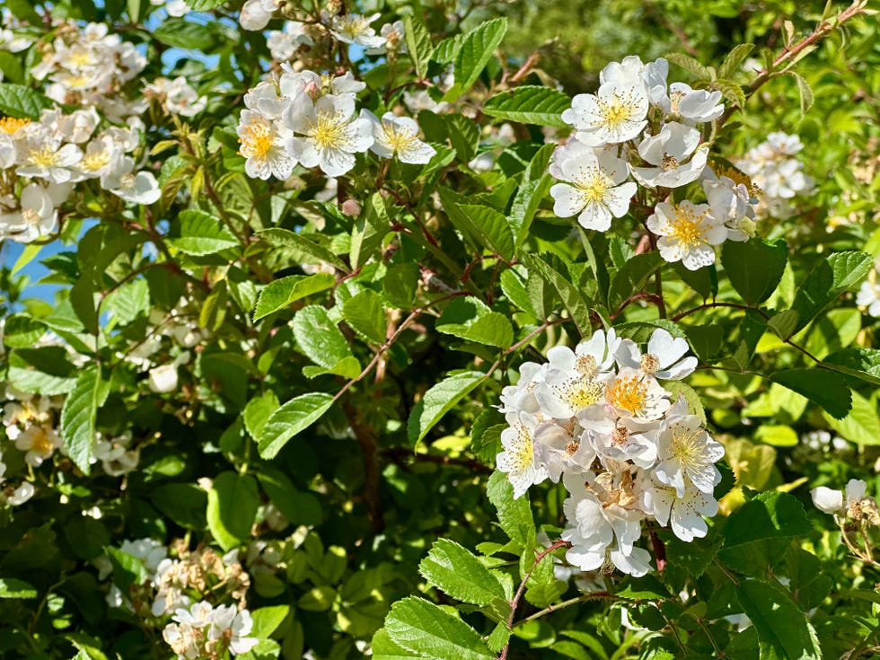 Wild White Rose Blossoms on Green Shrub with Sunlight and Blue Sky Wild White Rose Blossoms on Green Shrub with Sunlight and Blue Sky