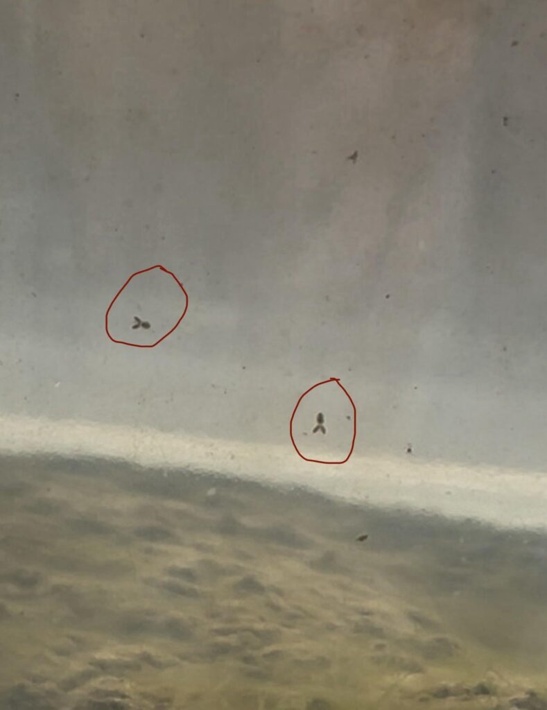What are these little guys?