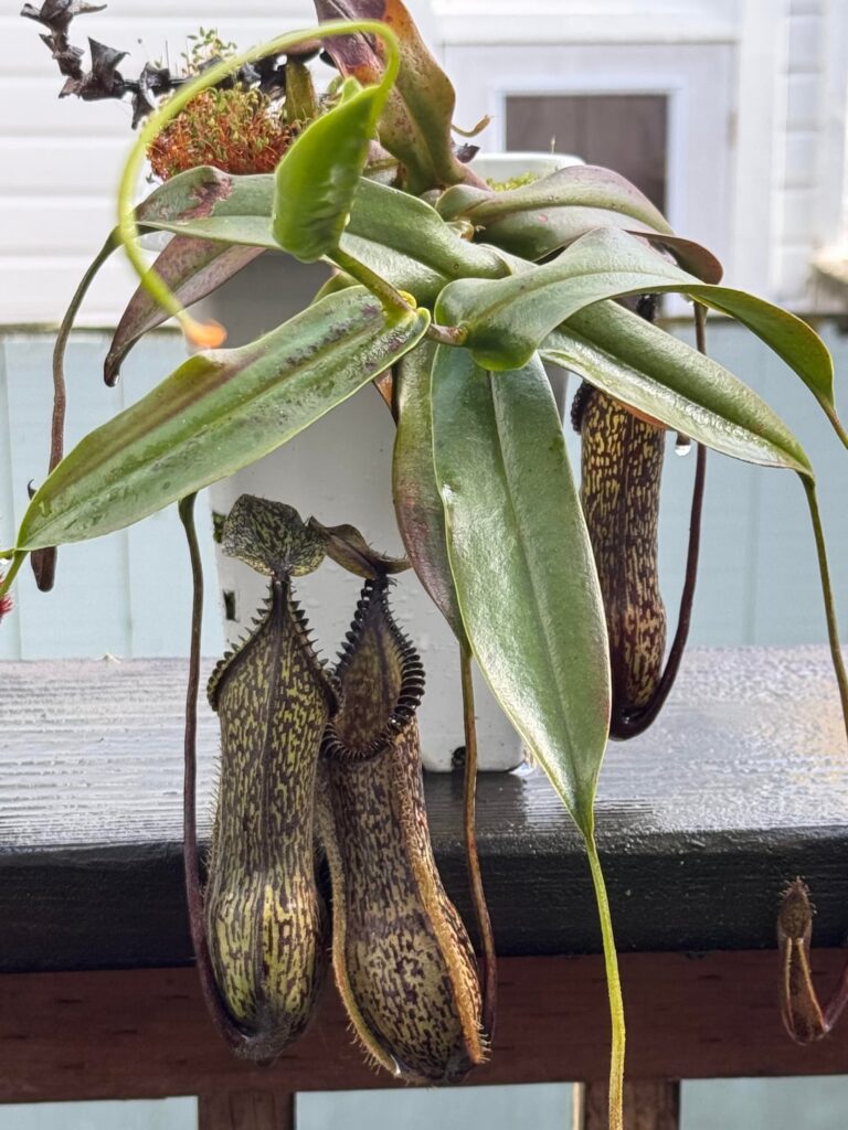 My nepenthes survived hailstorm and 39F/5C.