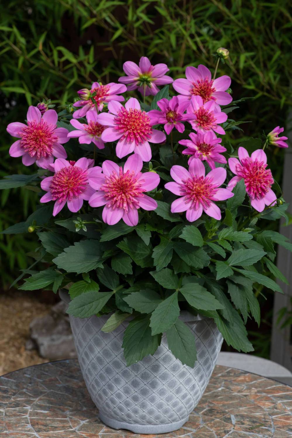 Ball Horticultural photo
                                Dahlia Venti Pinkburst is an anemone-type double-flowered dahlia that is ready to plant in your containers or beds without having to grow your own tubers.