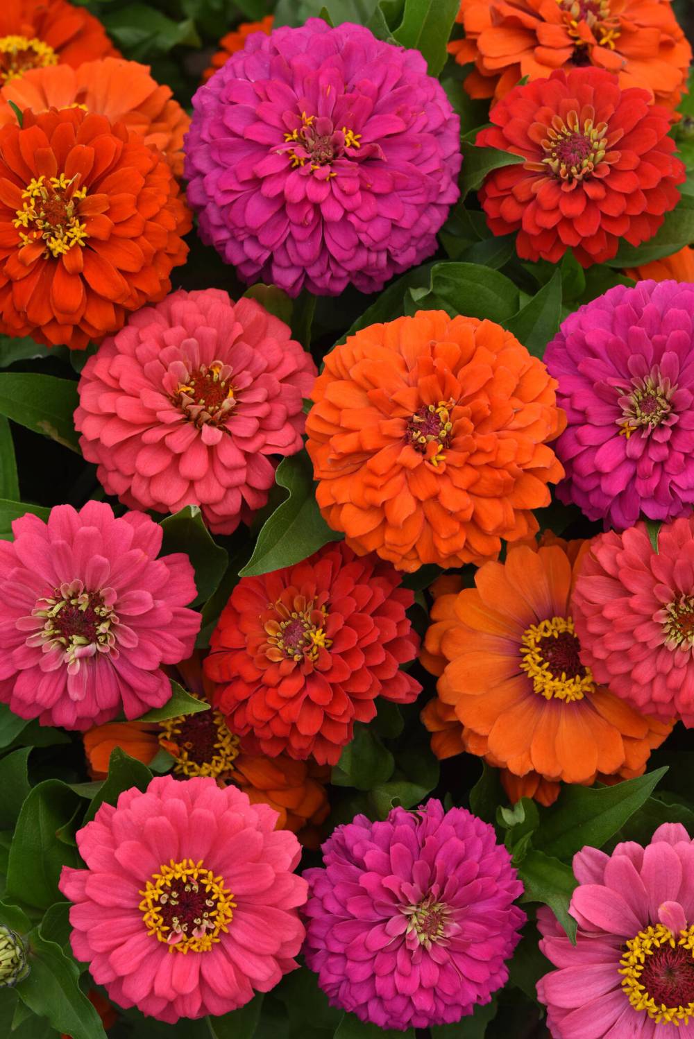 Ball Horticultural photo
                                New for 2026, Zinnia Elegant Hot Mix is a dwarf zinnia variety available in four colours.