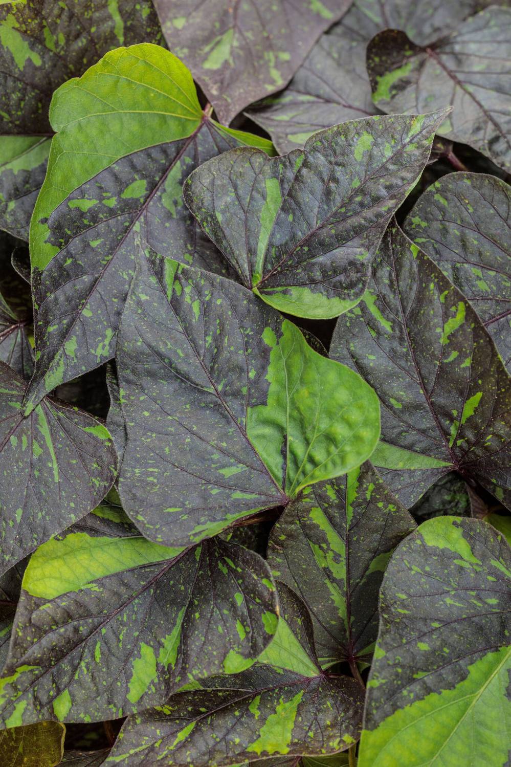 Proven Winners photo
                                Sweet Caroline Sweetheart Shadowstorm is a striking new variegated sweet potato vine from Proven Winners for 2026. Call it a game changer!
