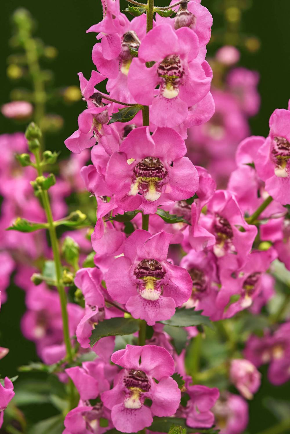 Ball Horticultural photo
                                With huge non-stop blooms on tall stems, new Angelonia Guardian Angel Pink boasts extreme heat-tolerance.