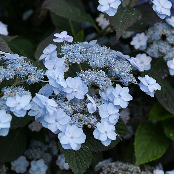 Tiny Tuff Stuff&trade; Hydrangea - Quart Container