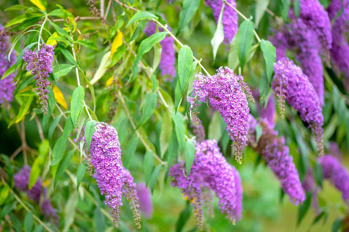
Close-up photo of several cone-shaped purple flowers hanging off branches in the wild. They are buddleia plants.