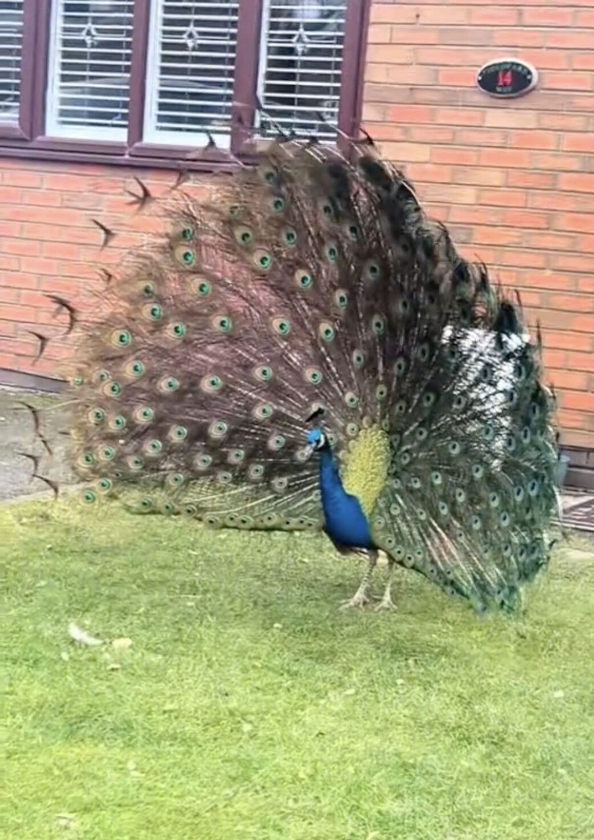 A Brit was left shocked after spotting a group of peacocks invading a neighbours garden.