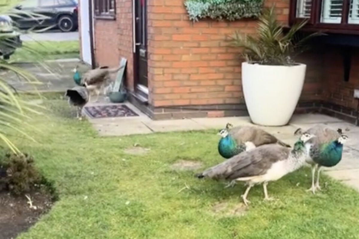 A Brit was left shocked after spotting a group of peacocks invading a neighbours garden.