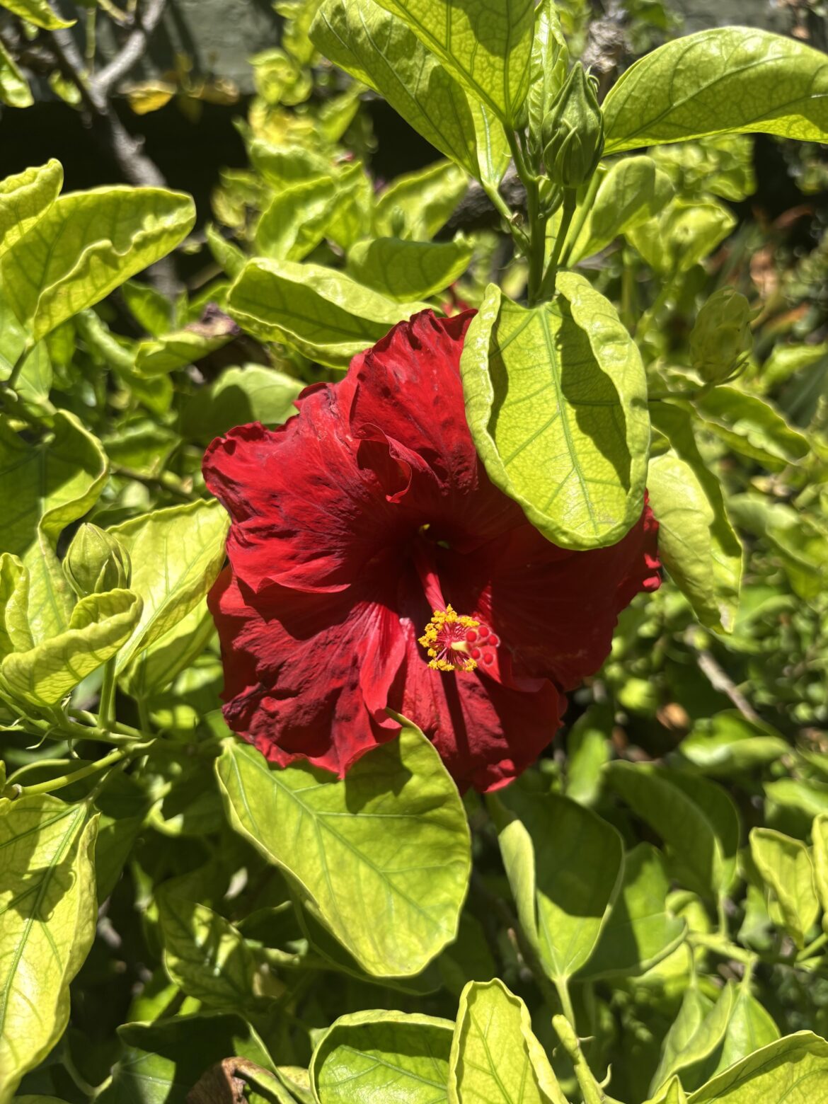 My red plant 😍