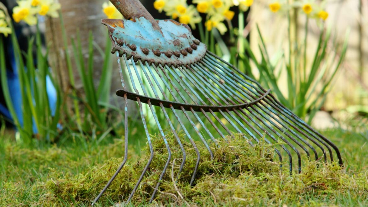 Lawn expert reveals exactly how to get rid of moss in time for spring Lawn expert reveals exactly how to get rid of moss in time for spring