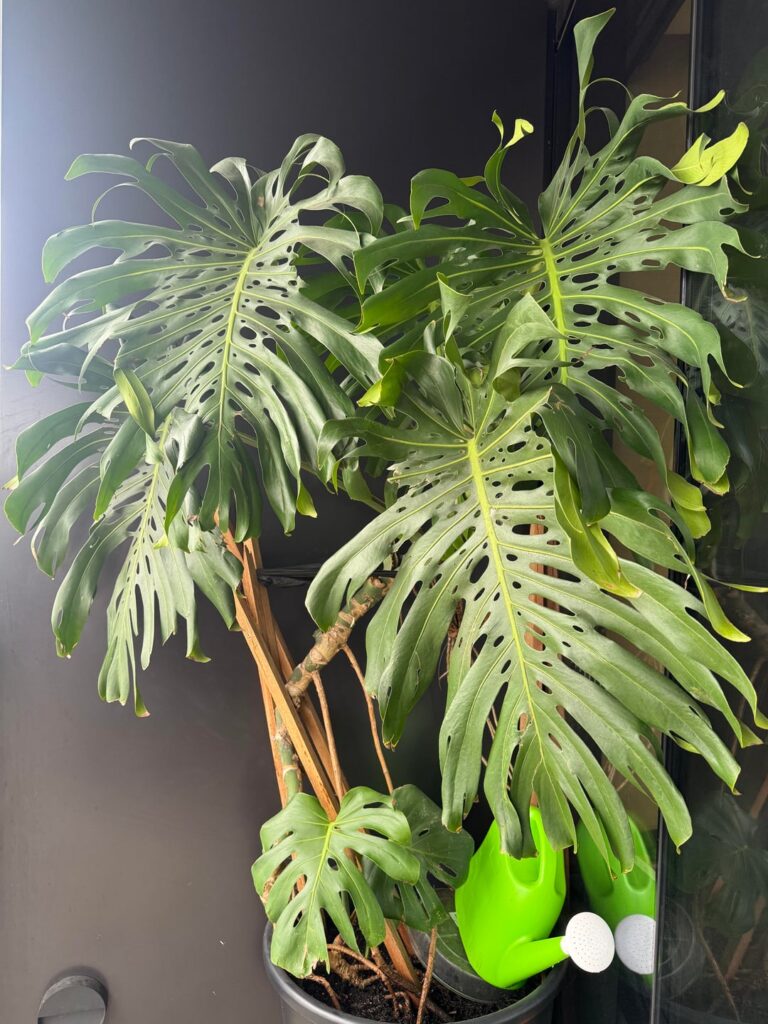 Help me price this fruiting monstera