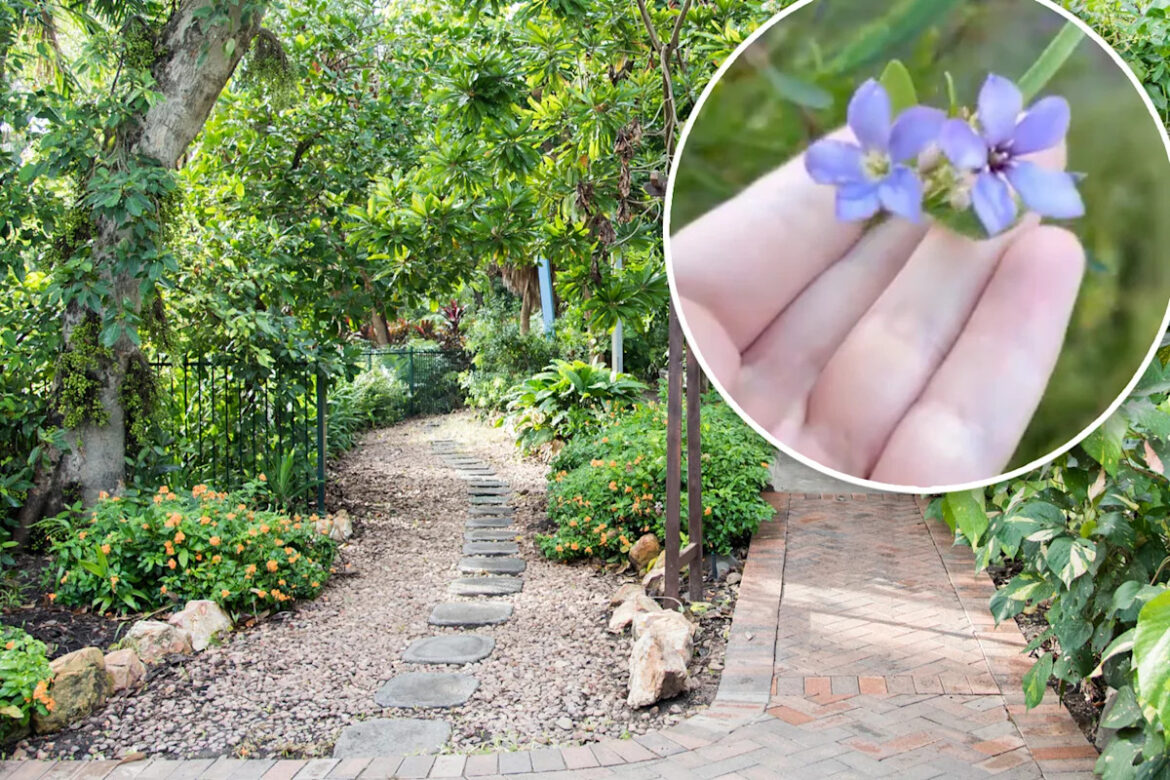 Council's warning to Aussies as popular garden plant goes rogue: 'Extremely invasive'
