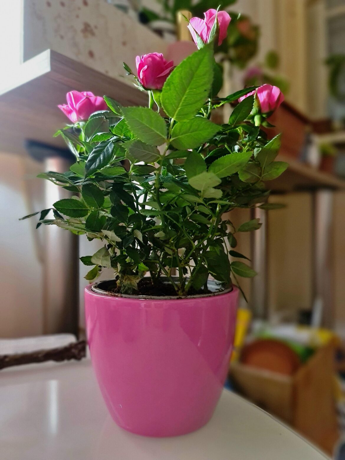 I bought it recently. :-) I really like it – I think it’s so beautiful. 💕