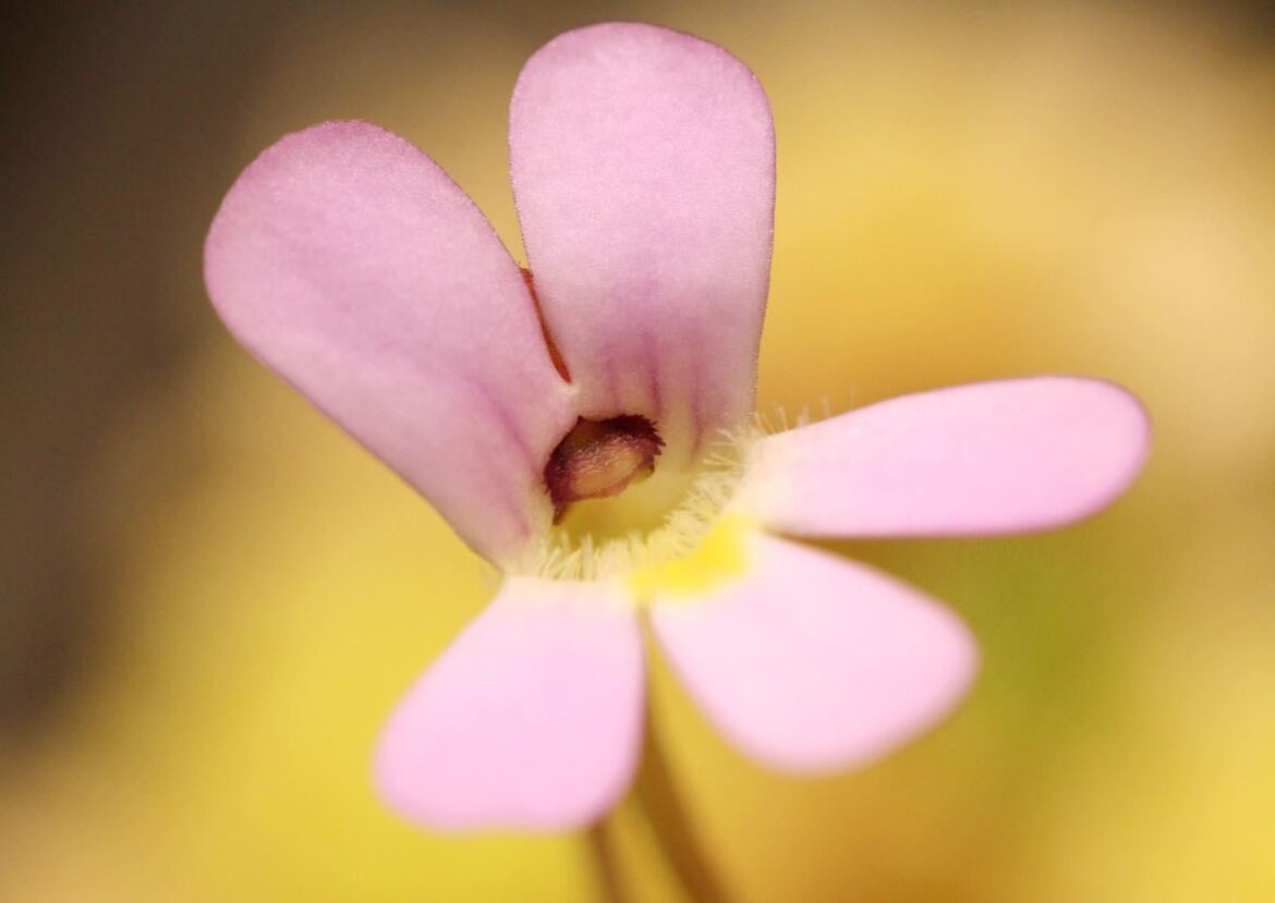 Pinguicula esseriana 🌸🥰