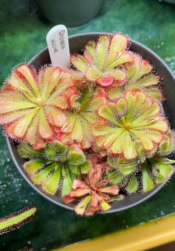 Drosera aliciae