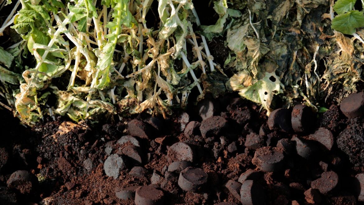 Gardening goes organic. How to improve your soil for healthier plants Gardening goes organic. How to improve your soil for healthier plants