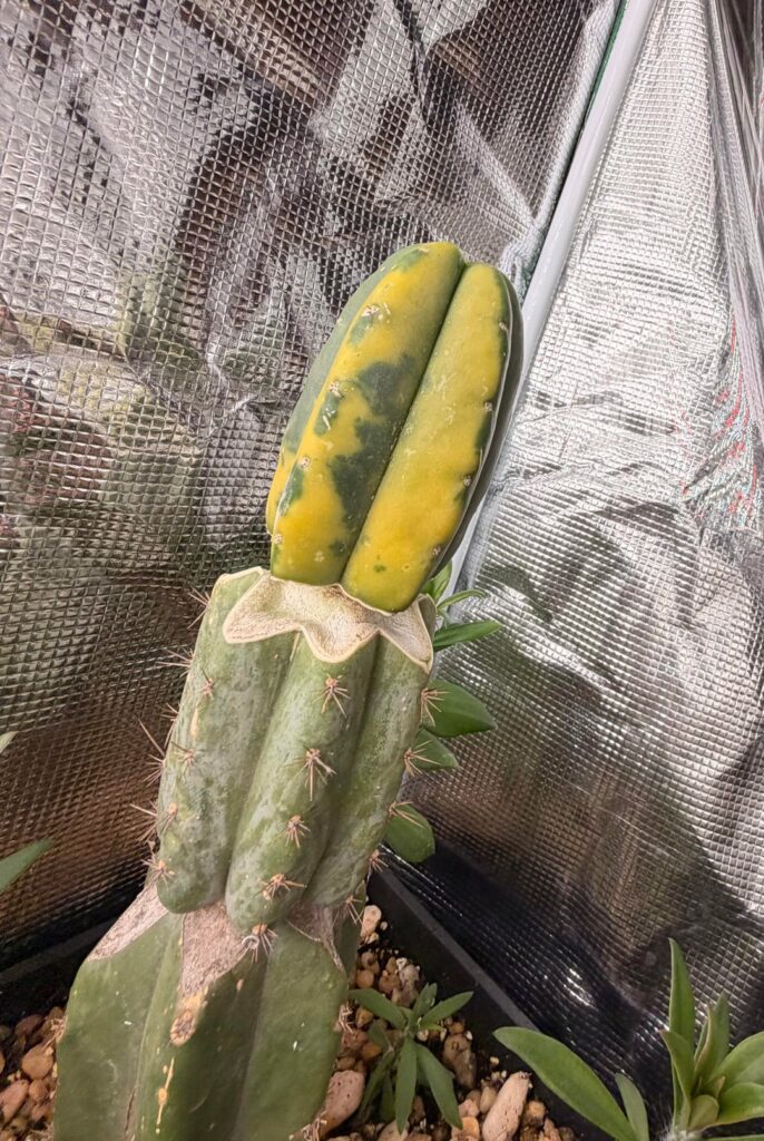 Vari grateful that my grafts took :)