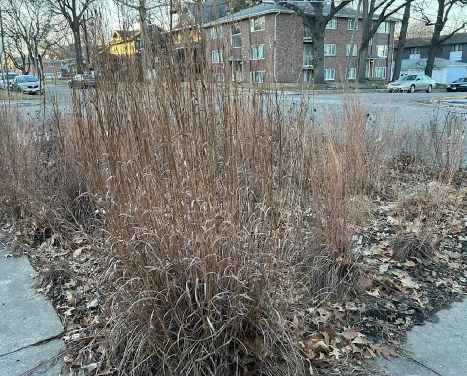 One Reddit user shared photos of their neighbor's garden, which was filled with native grasses that thrive in winter and become an art piece.